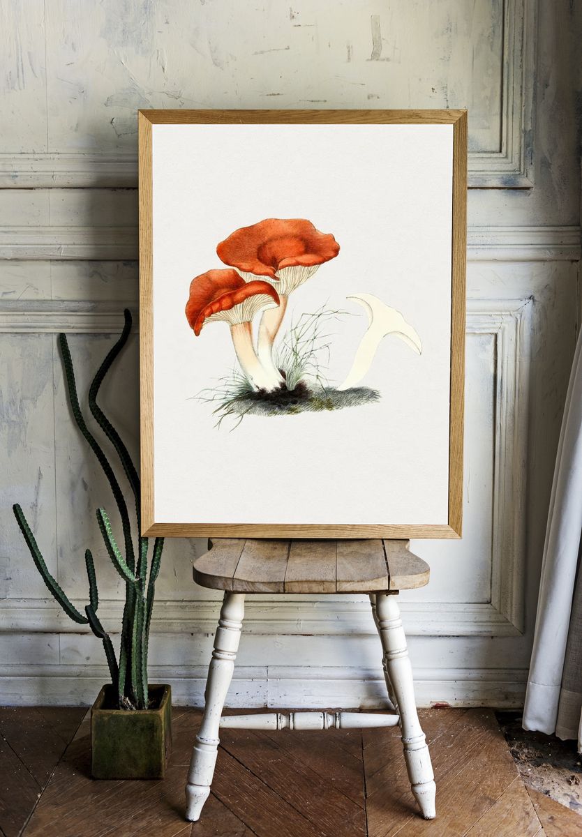 Hand drawn rufous milkcap mushroom. — room view 1