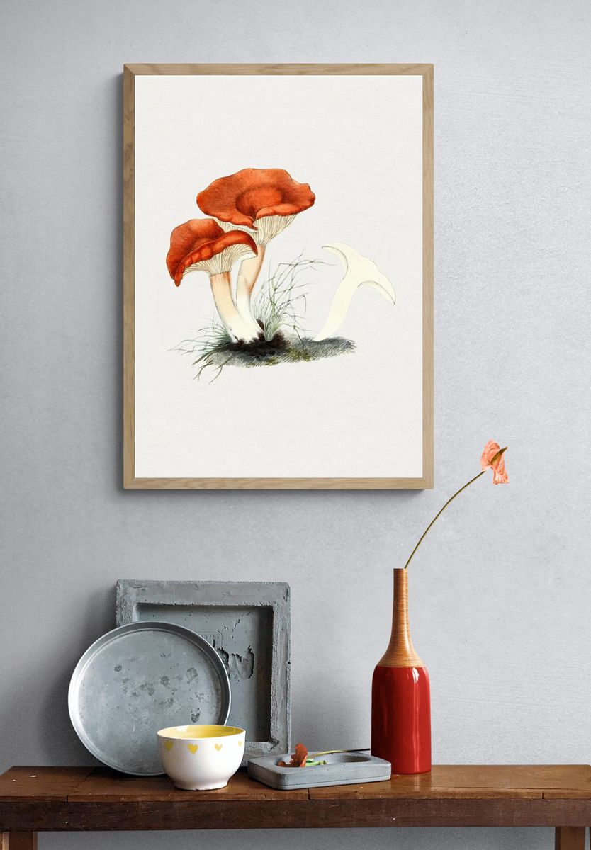 Hand drawn rufous milkcap mushroom. — room view 3