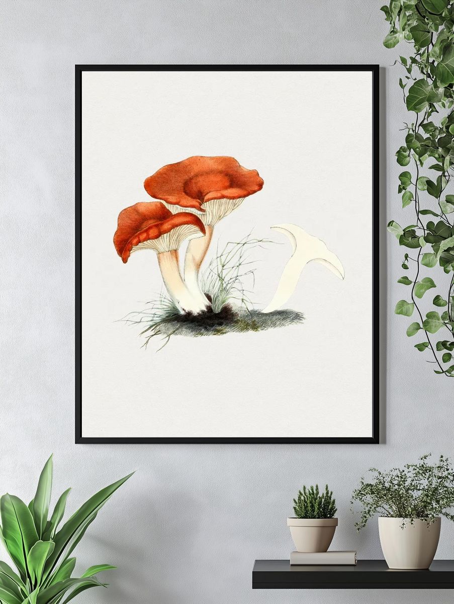 Hand drawn rufous milkcap mushroom. — room view 4