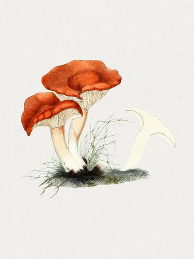 Hand drawn rufous milkcap mushroom. poster print