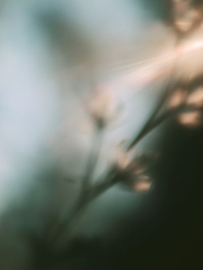 Soft Botanical Blur Print.