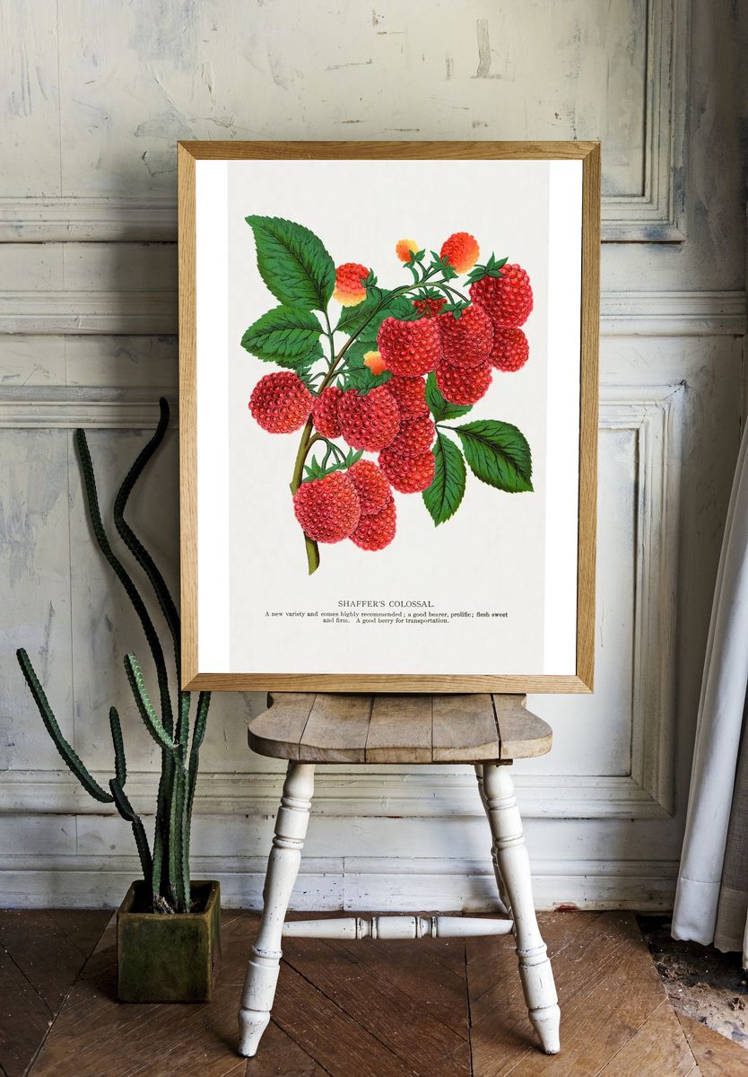 Shaffer's Colossal Raspberry lithograph. Digitally. — room view 1