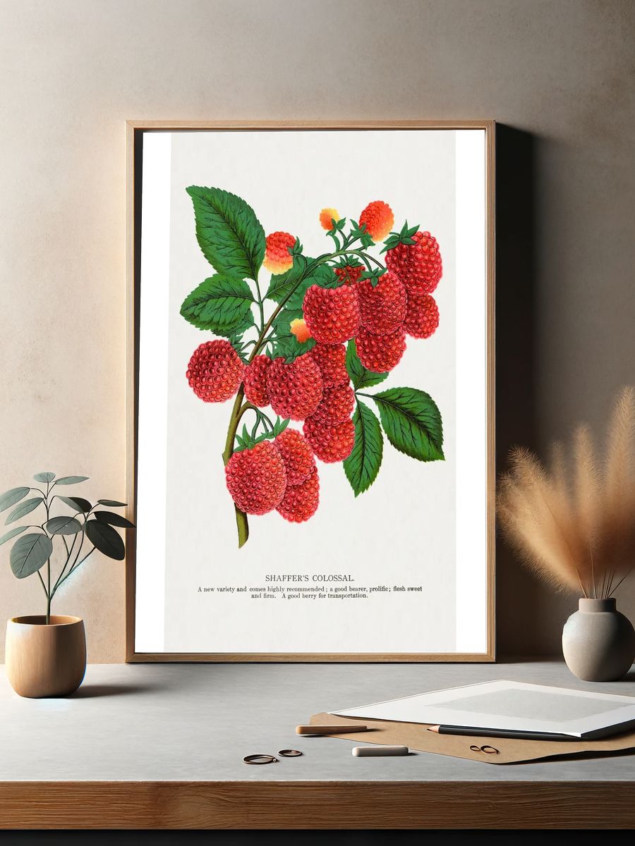 Shaffer's Colossal Raspberry lithograph. Digitally. — room view 2