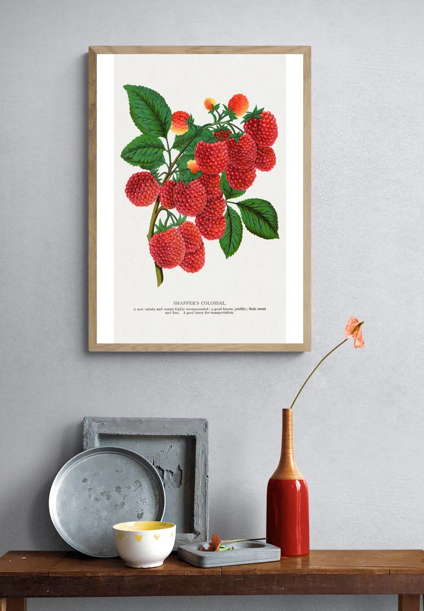Shaffer's Colossal Raspberry lithograph. Digitally. — room view 3