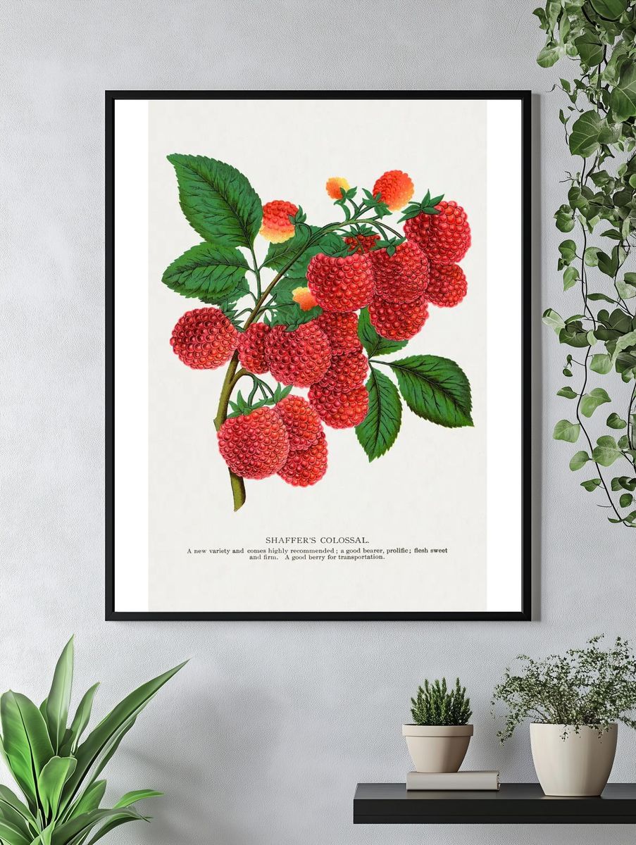 Shaffer's Colossal Raspberry lithograph. Digitally. — room view 4