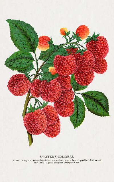 Shaffer's Colossal Raspberry lithograph. Digitally. poster print
