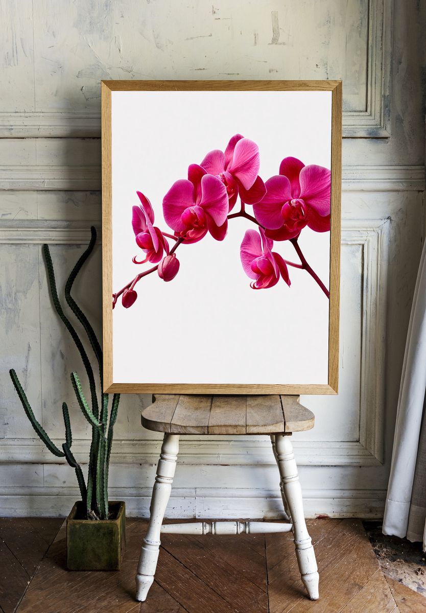 Pink Orchid Bloom Print. room preview