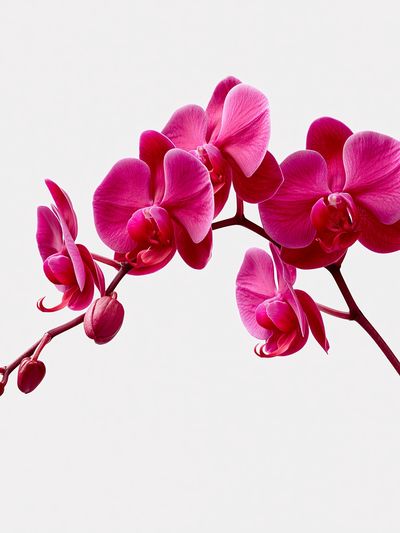 Pink Orchid Bloom Print.