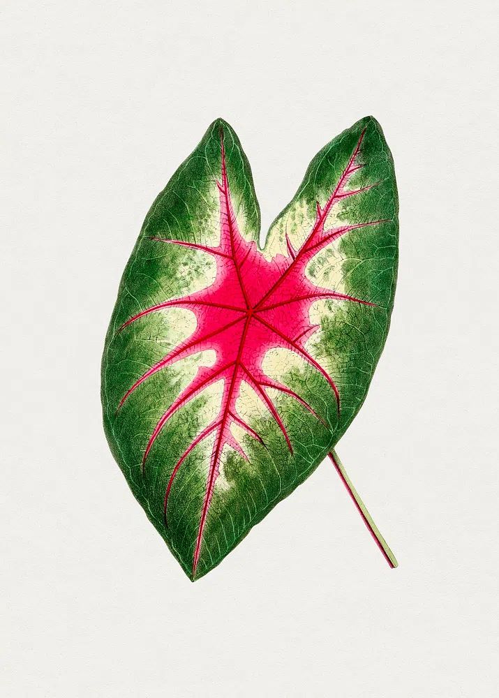 Hand drawn caladium rosebud leaf. poster detail