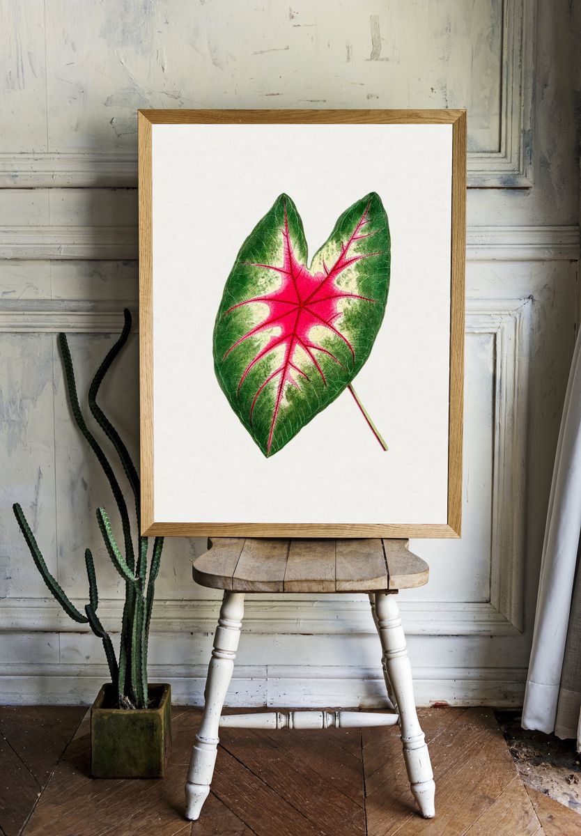 Hand drawn caladium rosebud leaf. — room view 1