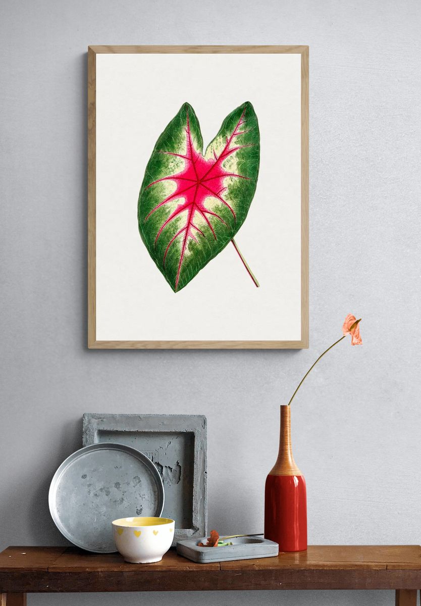 Hand drawn caladium rosebud leaf. — room view 3