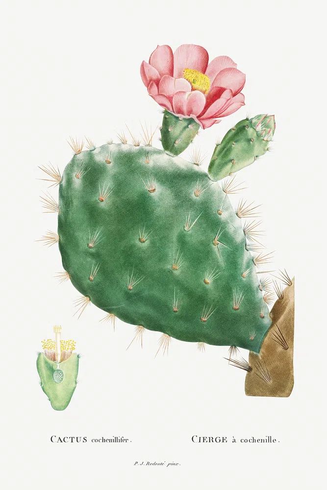 Cactus Cochenillifer Image Histoire des. poster — botanical art