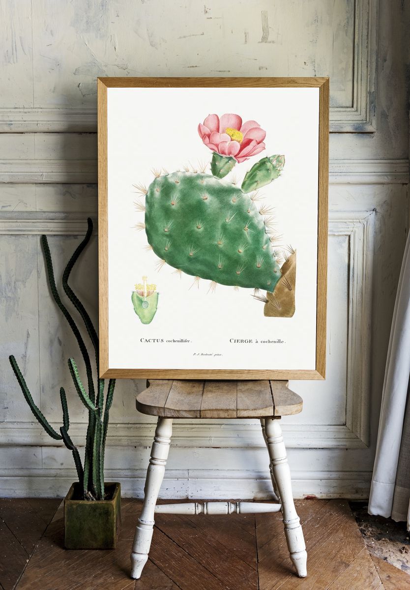 Cactus Cochenillifer Image Histoire des. — room view 1
