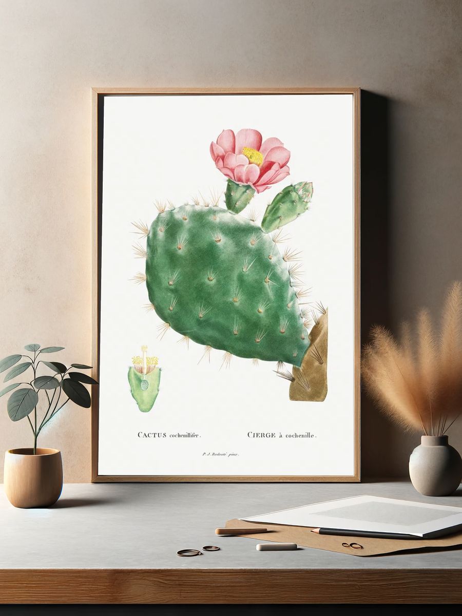 Cactus Cochenillifer Image Histoire des. — room view 2
