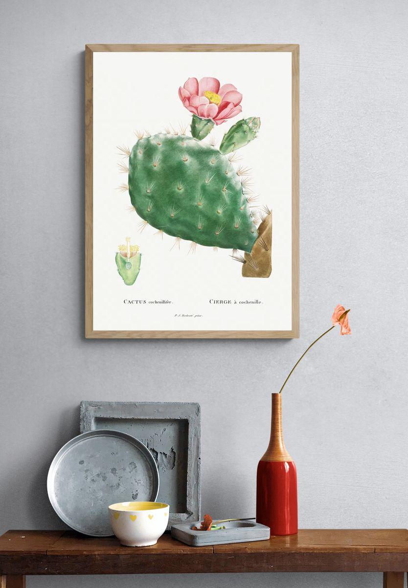 Cactus Cochenillifer Image Histoire des. — room view 3