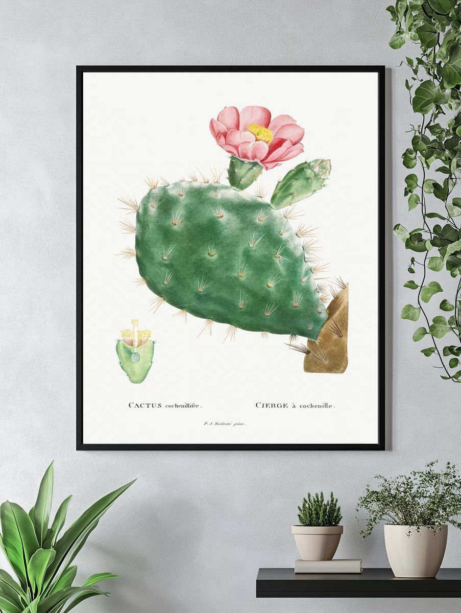 Cactus Cochenillifer Image Histoire des. — room view 4