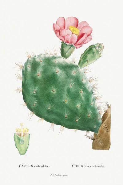 Cactus Cochenillifer Image Histoire des. poster print