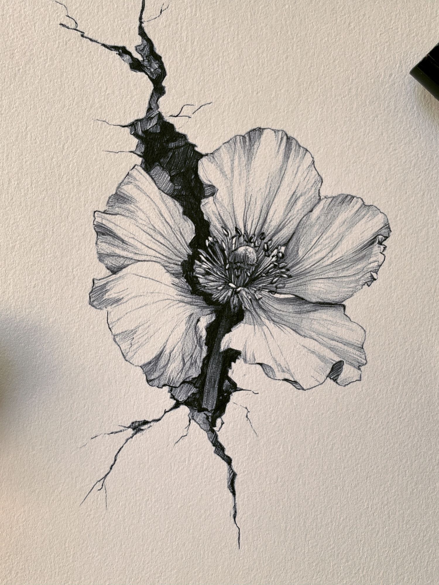 Cracked Poppy Botanical Print. poster detail