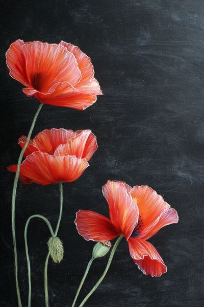 Red Poppies Botanical Print. poster print