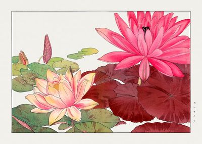 Nymphaea lotus, Japanese woodblock art. poster print