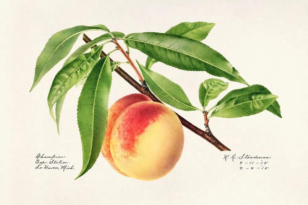 Peach Twig (Prunus Persica) (1918). poster detail