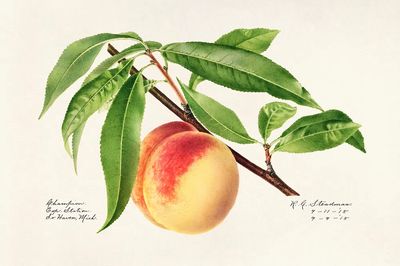 Peach Twig (Prunus Persica) (1918).