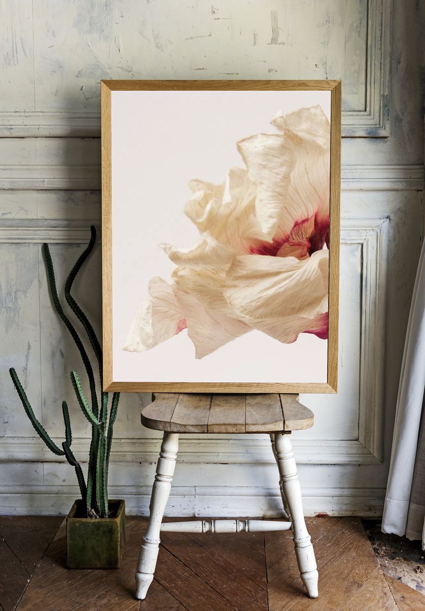 Dried anemone flower beige background. — room view 1
