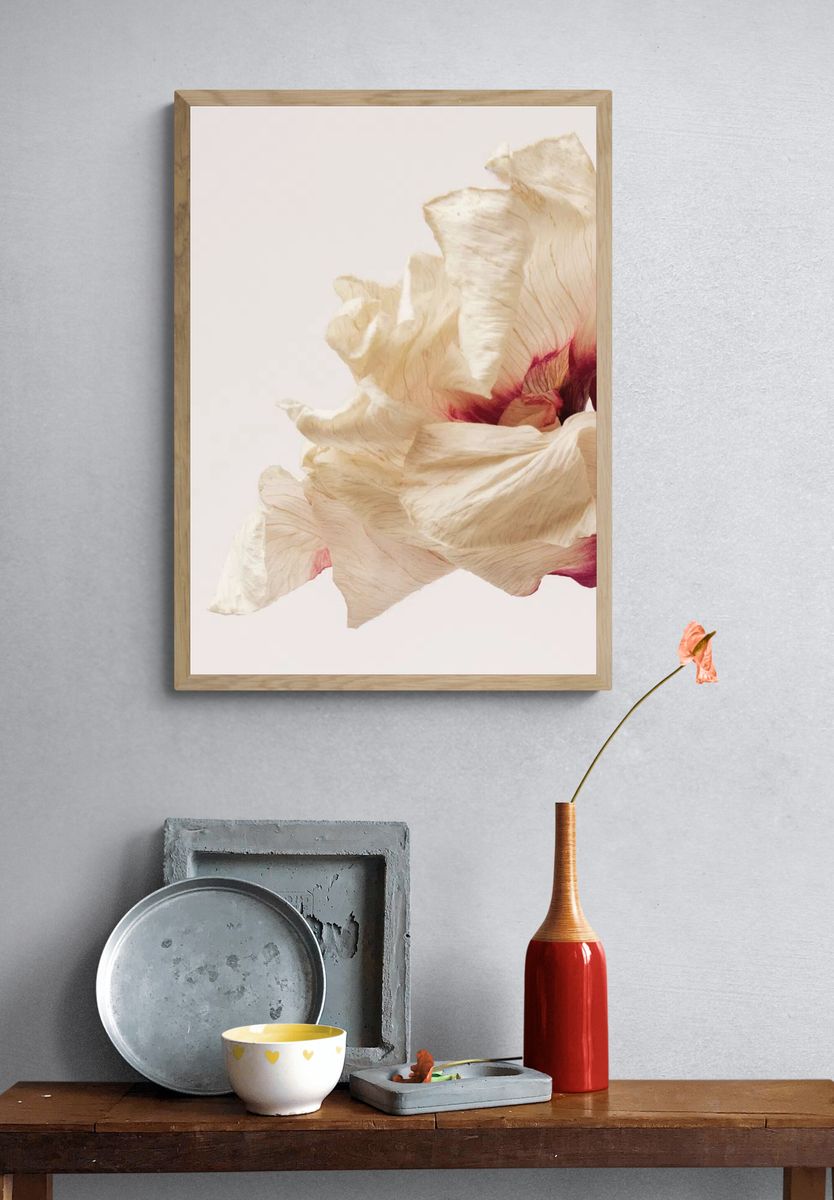Dried anemone flower beige background. — room view 3