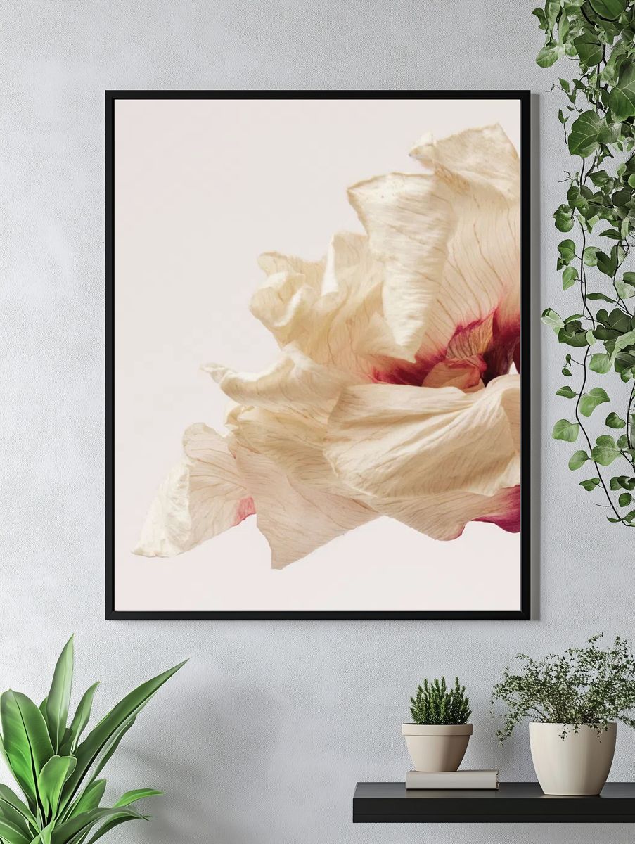Dried anemone flower beige background. — room view 4