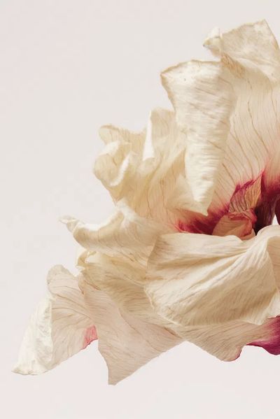 Dried anemone flower beige background.