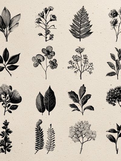 Botanical Ink Study Poster.