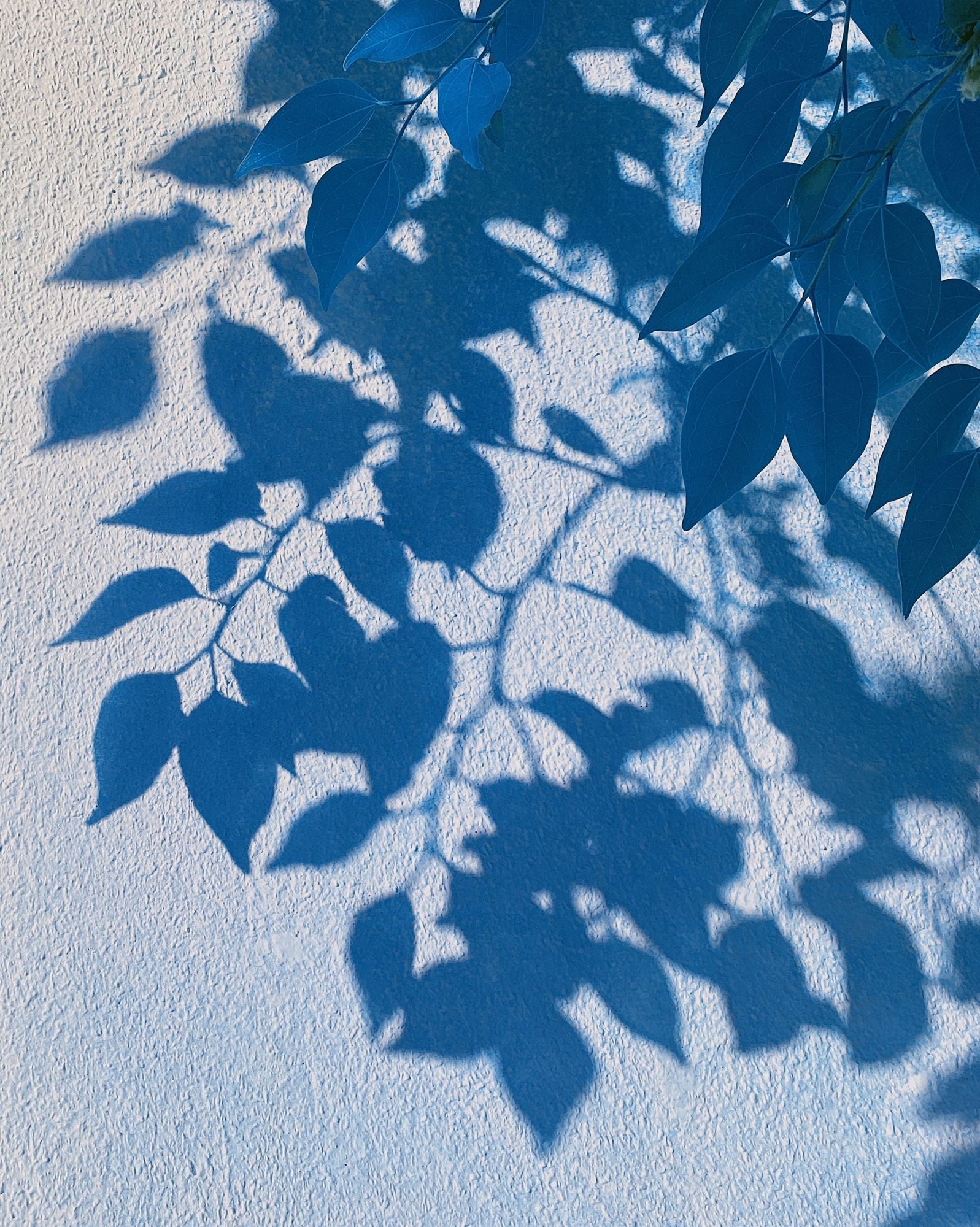 Blue Leaf Shadows Botanical Print. poster detail