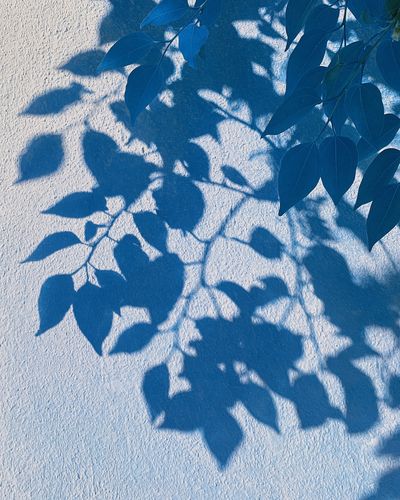 Blue Leaf Shadows Botanical Print.