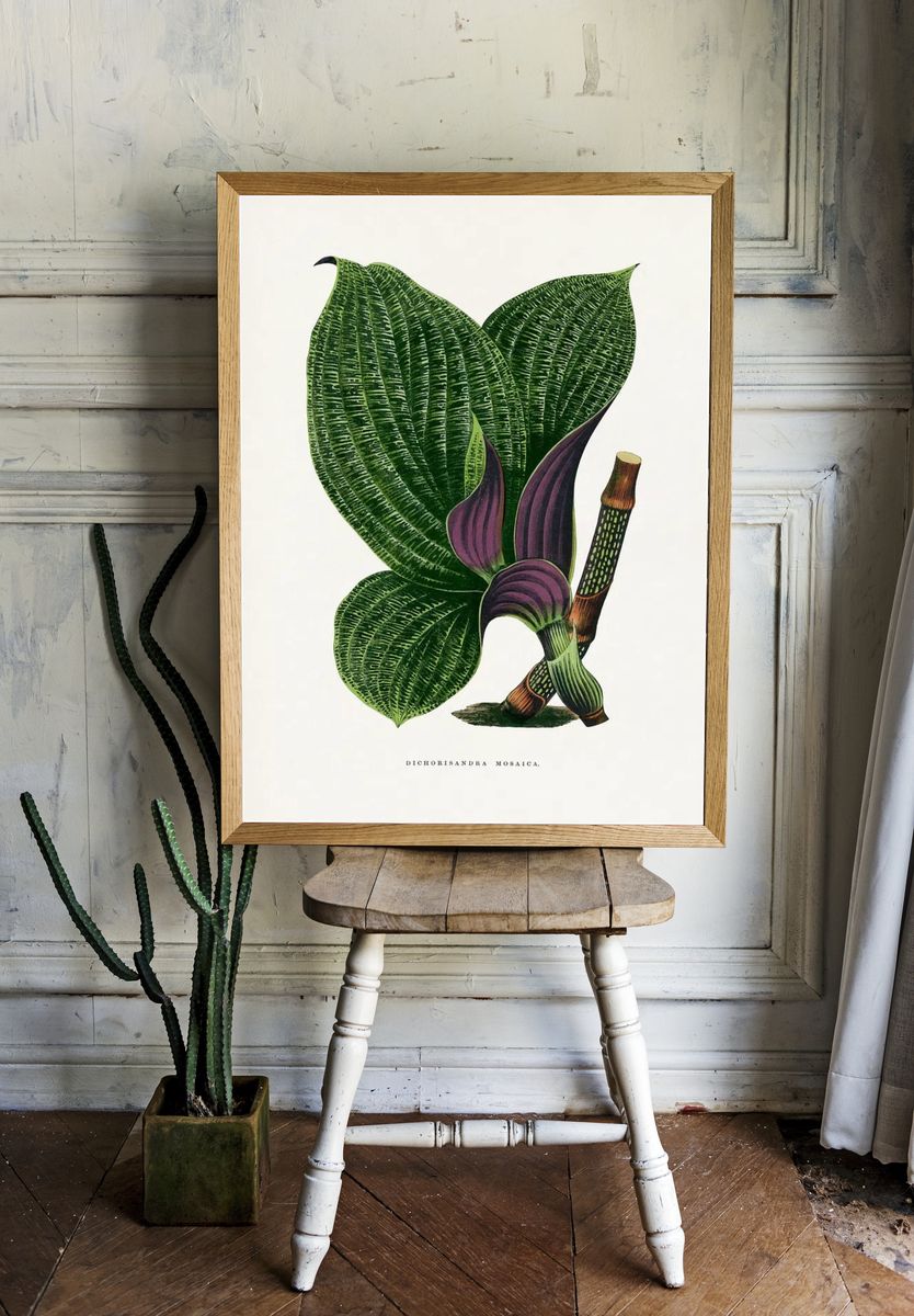 Green Dichorisandra Mosaica leaf illustration. room preview