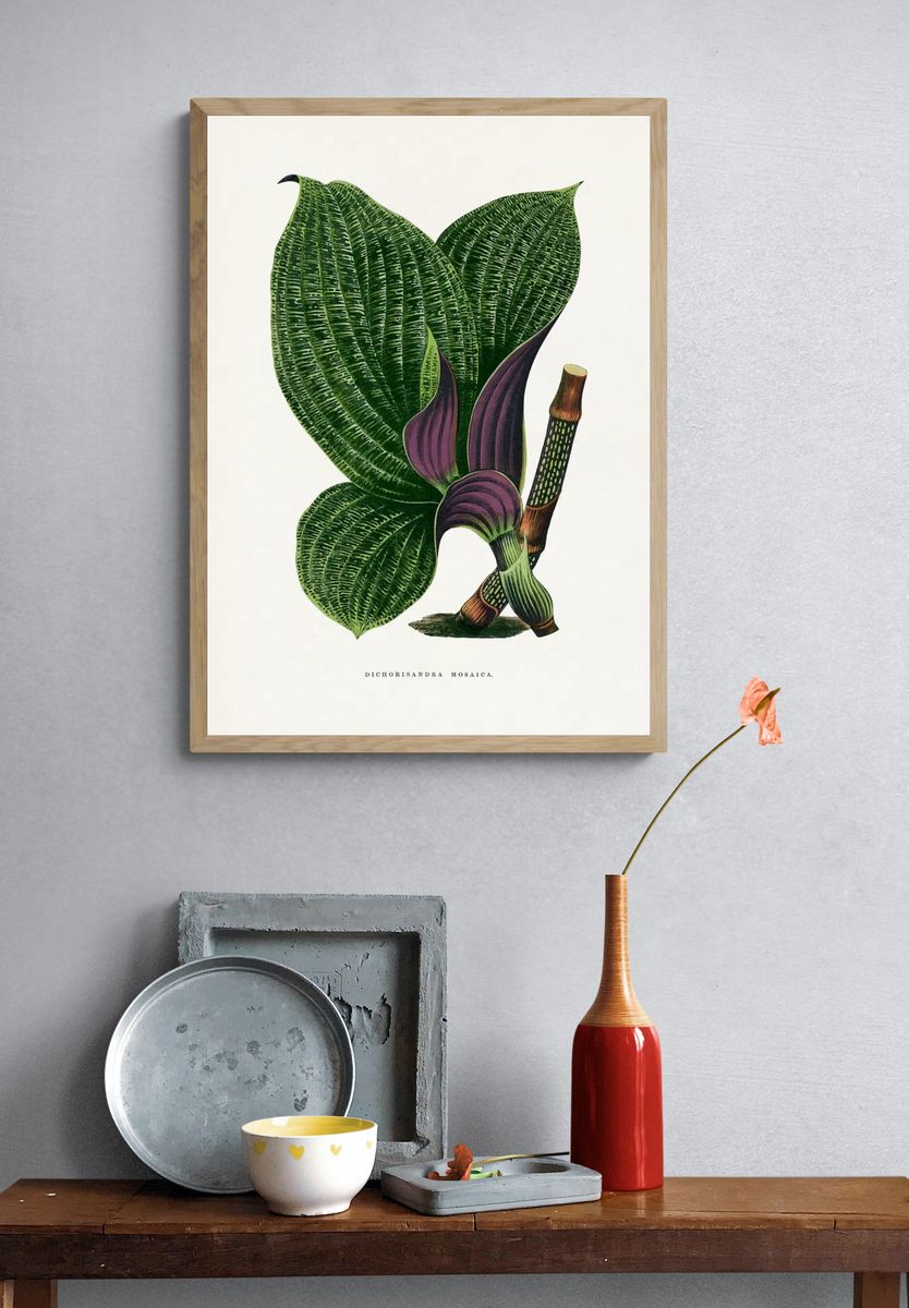 Green Dichorisandra Mosaica leaf illustration. — room view 3