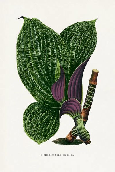 Green Dichorisandra Mosaica leaf illustration.