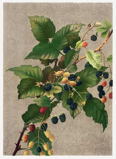 Blackberries (1887) high resolution L.