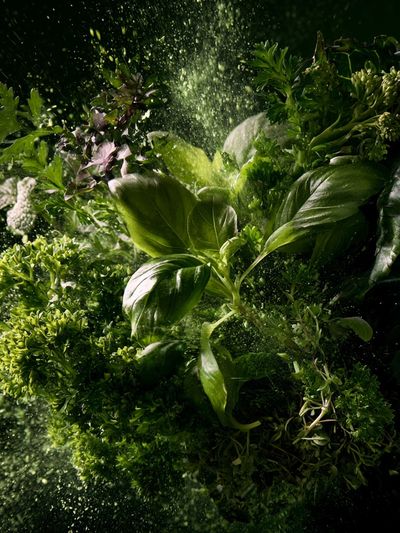 Fresh Herbs Still Life Poster.