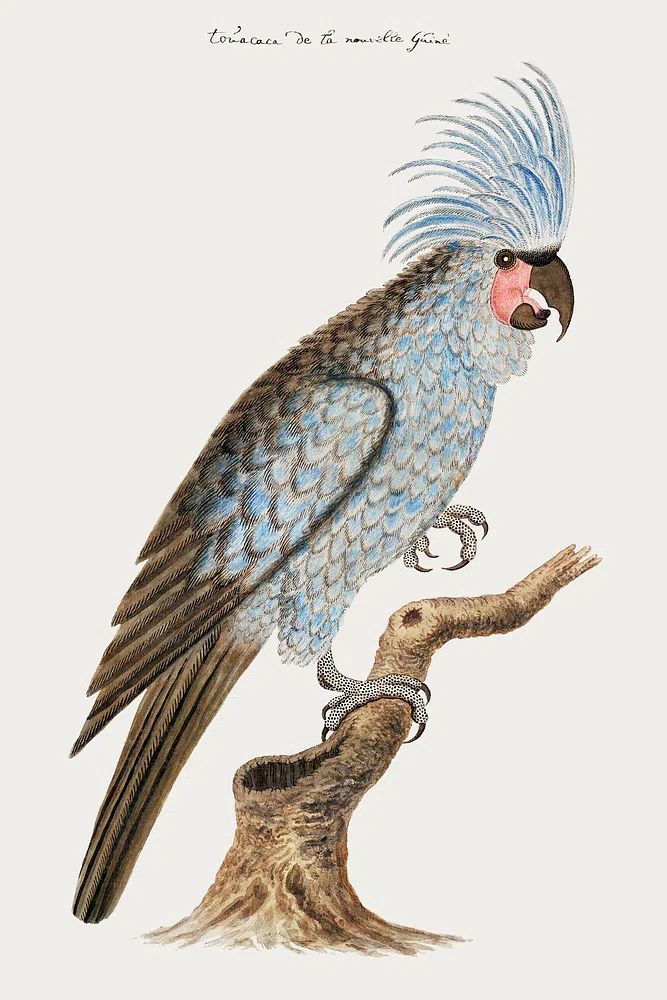 Palm cockatoo (ca.1780) painting high. poster detail