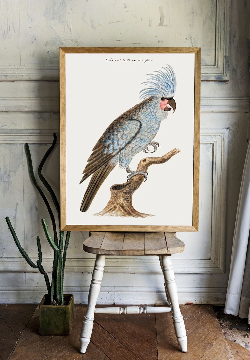 Palm cockatoo (ca.1780) painting high. room preview