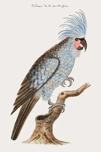 Palm cockatoo (ca.1780) painting high.