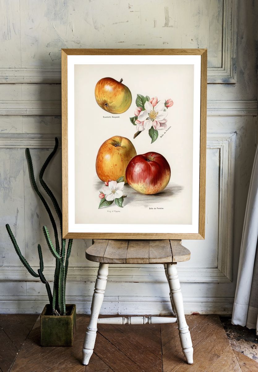 Vintage Apple Botanical Print. — room view 1