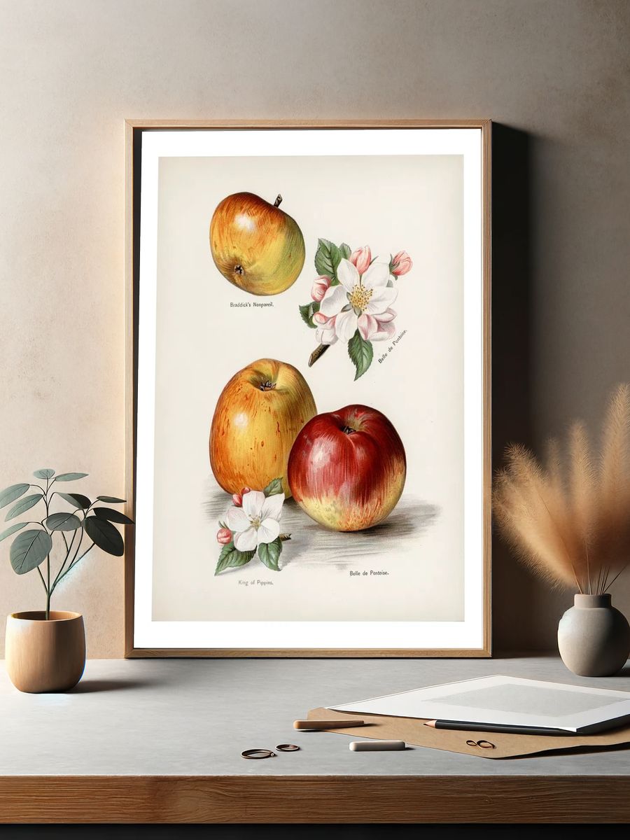Vintage Apple Botanical Print. — room view 2