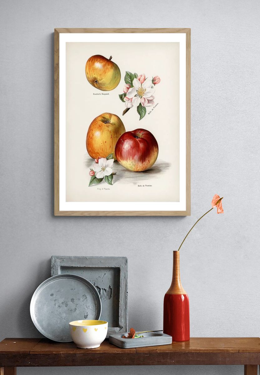 Vintage Apple Botanical Print. — room view 3