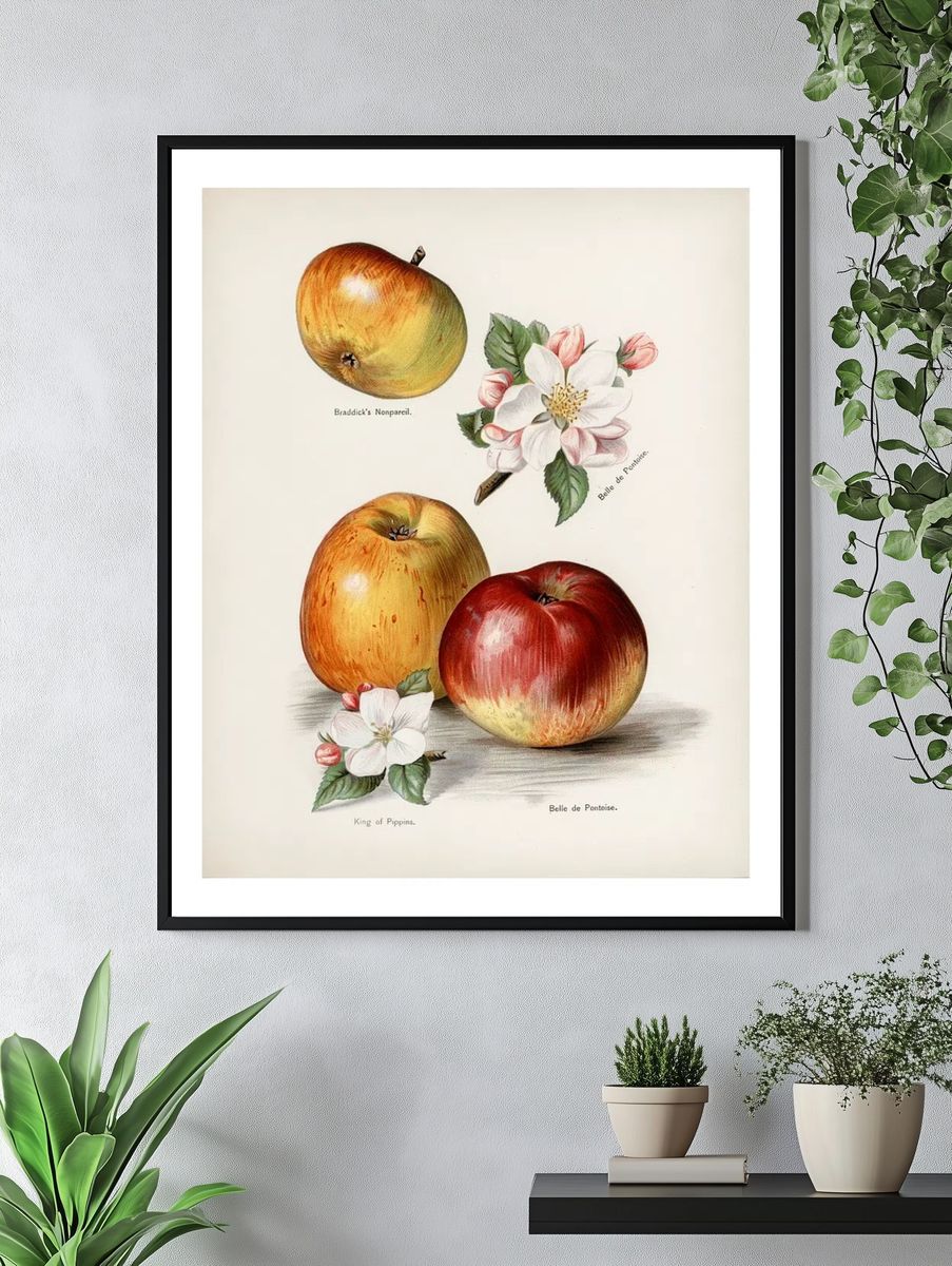 Vintage Apple Botanical Print. — room view 4