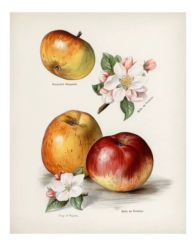 Vintage Apple Botanical Print. poster print