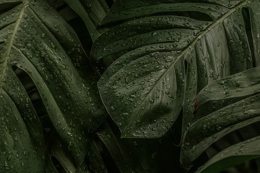 Green leaf desktop background wallpaper. poster — botanical art