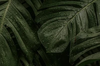 Green leaf desktop background wallpaper. poster print