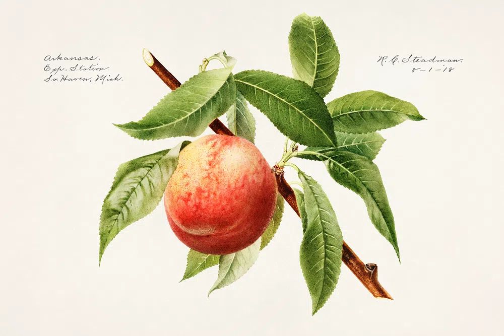 Peach bough (Prunus Persica) (1918). poster detail