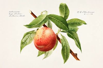 Peach bough (Prunus Persica) (1918).